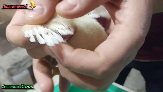 Как Определить Пол Цыпленка по Крылу!!!