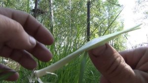 Свистулька таежная из растения куринная слепота, Рыбалка, Охота, Тайга, Грибы.
