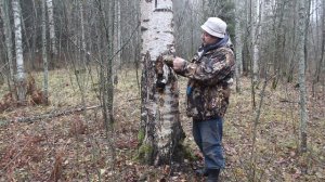 Правила заготовки чаги.