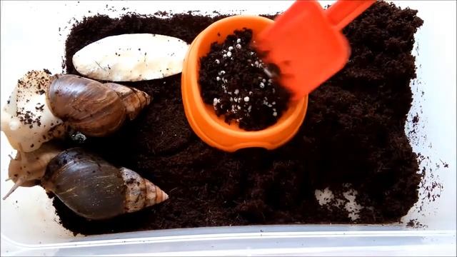 Сколько яиц откладывает улитка ахатина?! смотреть онлайн