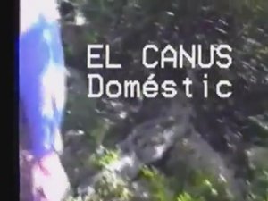 El "canus" doméstic | Домашняя собака | The domestic dog