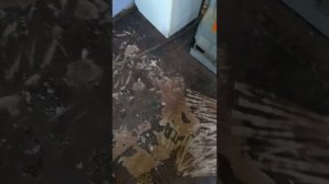 Как снять битумную мастику с пола .