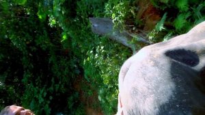 Катание на слонах Phuket Thai (  clip )