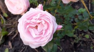 Роза ХАНС ГОНЕВЕЙН Hans Gonewein Rose. Первое цветение!