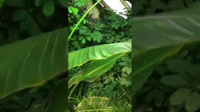 Оранжерея ботсада ИБПК СО РАН. смотреть онлайн