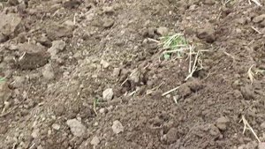 Потерял культиватор КПЭ 3,2 Культивирую поле под посев на тракторе МТЗ