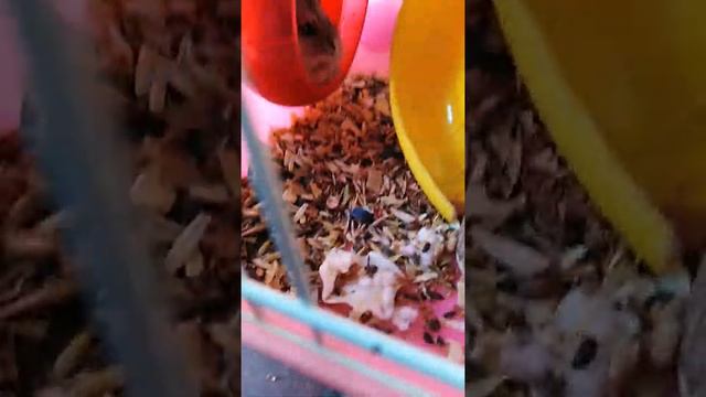 Когда женщина Свечка тренеруется а мужчина Хома спит смотреть онлайн