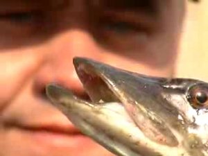 Ловля щуки на кружки