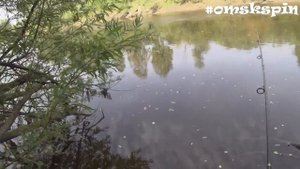 OmskSpin #102. Рыбалка на р. Тара в Муромцевском районе. Два дня на омутах, поворотах и ямах реки.
