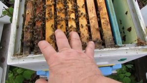 ставлю второй корпус при расширении в мае, в каждый корпус ставлю по 8 рамок по принципу улья Кука