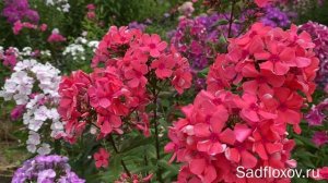 Старинный флокс Коралл, селекции Гаганова