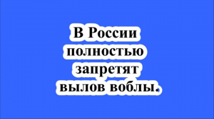 В России полностью запретят вылов воблы.