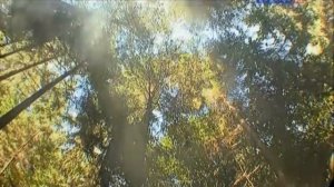 Рейтинг Баженова самые опасные животные России часть 3