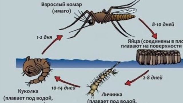 Сколько живут комары обыкновенные. Цикл жизни комара после укуса. Продолжительность жизни комара. Сколько дней живут комары. Сколько живёт комар после укуса человека.