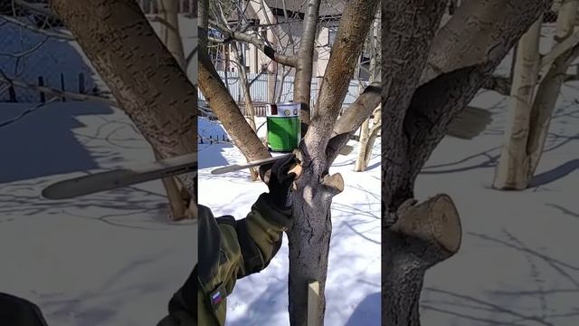 Чем лучше замазать срезы на дереве после обрезки. смотреть онлайн