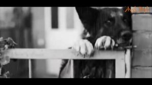 Его купила девушка на "птичке"