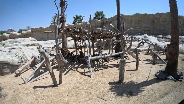 Экскурсия Dubai Safari Park (Дубайский сафари-парк) смотреть онлайн