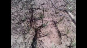 Ручной плоскорез