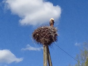 Май 2024 года .У  аиста уже птенцы.