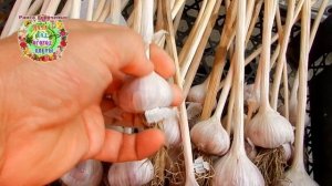 Этот чеснок - лучший в 2019-2020 годах по всем характеристикам и для длительного хранения