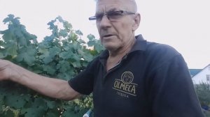 виноград сорта Каберне Фран