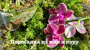 Пересадка орхидеи из мха в кору и насущные орхоблогерские разговоры 😅🙈🙄 #phal #orchid #орхомания