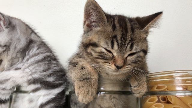 Kittens scottish fold and scottish straight. Шотландские вислоухие и прямоухие котята.