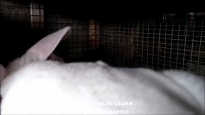 Кролики. Покрытие самочки белого паннона.