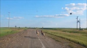 Дикие и домашние животные Саскачевана. Prairie zoo. Zoo des steppes.