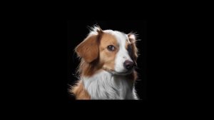 Steeleye Span & Maddy Prior   The Royal Forester (Live)