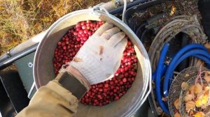 Сбор таежных ягод, клюква, брусника!