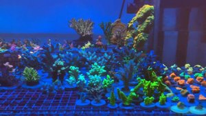 Acro «REEF EXCLUSIVE»