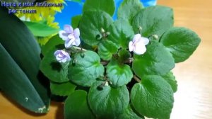 А вы верите , что растения можно  "сглазить" ? - Реальная история из жизни + обзор цветущих красави