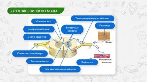 Биология 9 класс. Спинной мозг: строение и функции