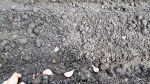 Яровой чеснок, посадка. Апрель 2020 г.