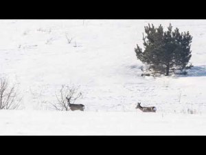 Наблюдаем за косулями в марте