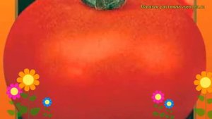 Томат Король-Гигант IХ F1. Краткий обзор, описание характеристик solánum lycopérsicum