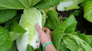 Пекинская капуста Кисеки-F1 от компании Саката.