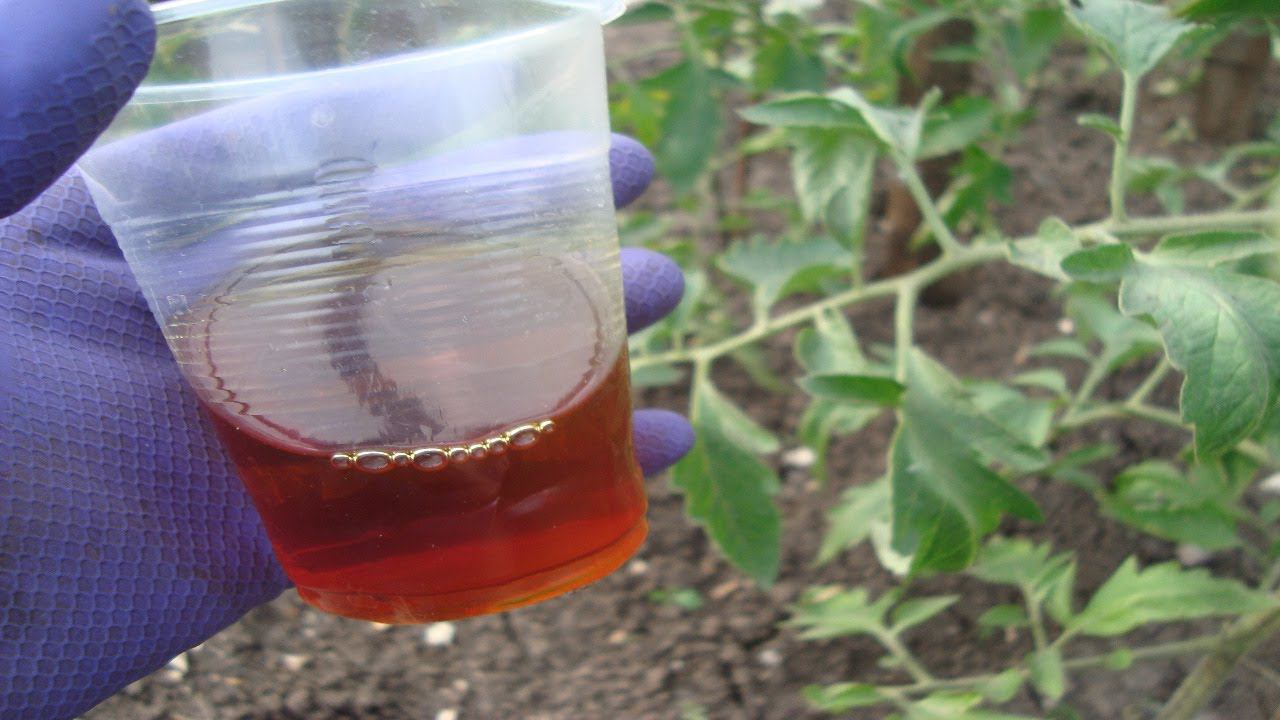 ЧЕМ ПОДКОРМИТЬ И ОБРАБОТАТЬ ОТ ЗАБОЛЕВАНИЙ ТОМАТЫ ОДНОЙ ОБРАБОТКОЙ смотреть онлайн