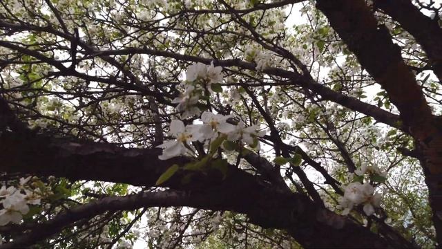 Прогулки по Хабаровску. Цветущий сад моей подруги?!. #хабаровск #хабаровск_сегодня