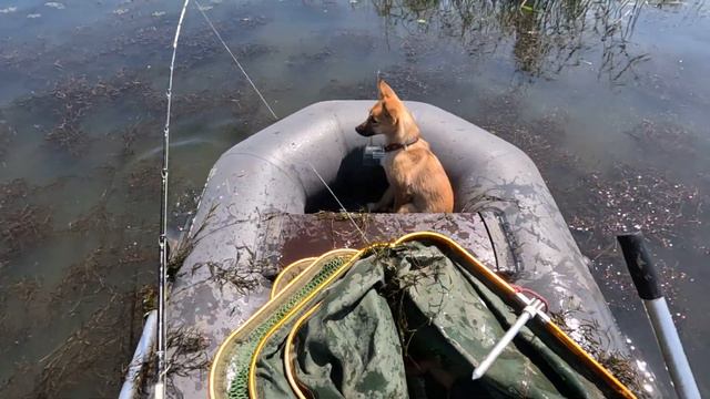 Один из довольно крупных змеголовов на лягушку 19 июня 2023 г смотреть онлайн