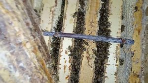 Гибель пчёл в зимовнике. Клещ на пчёлах зимой. Обзор зимовника для пчёл. Изолятор Миленина и Хмары.