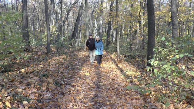 Прогулка в осенней роще | A walk in the autumn