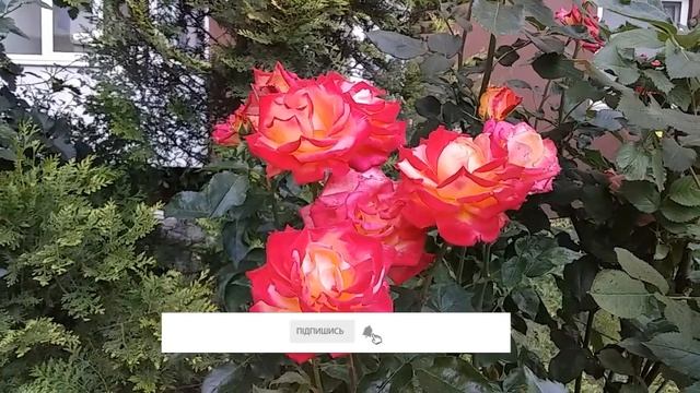 Ландшафтний дизайн саду Планування квітника Які квіти посадити в саду Приклади рослин в квітнику
