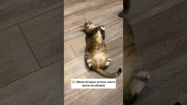 Крикну, а в ответ тишина! #обнимашки #кототерпевт #probalanceкорм смотреть онлайн