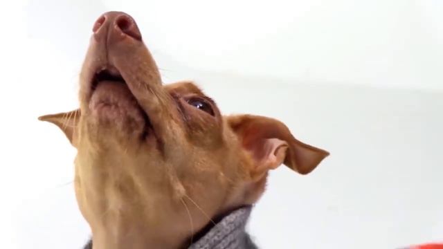 10 Самых Необычных Животных, в Существование Которых Сложно Поверить смотреть онлайн