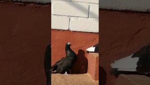 Голуби Курска