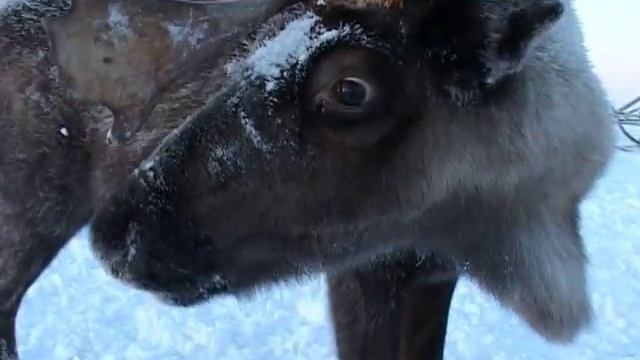 Путешествие на «Ниве» к южному берег Крайнего Севера смотреть онлайн