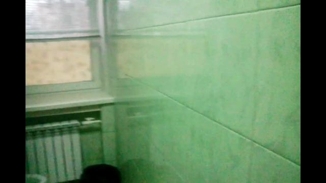 Детская поликлиника г. Александров. Милые котики на природе))))