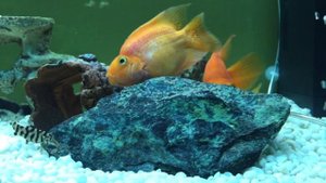 Рыба попугай мечет икру